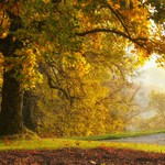 ... Kozel - podzimní park ...