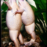 Drápatky