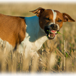 Nemam neco mezi zuby?