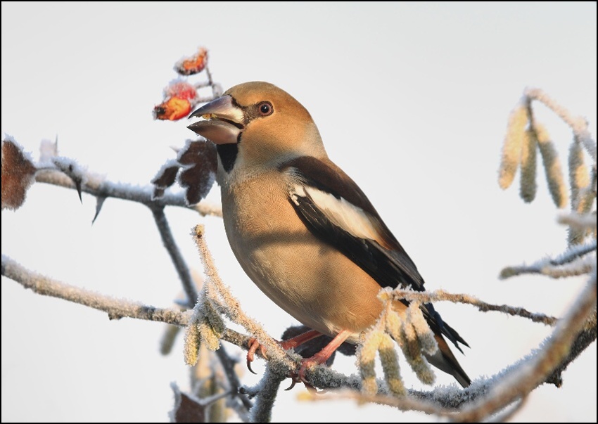 Dlask tlustozobý - Coccothraustes coccothraustes