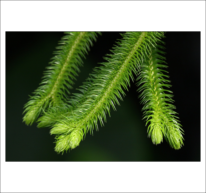 Svěží barvy jara - studie I