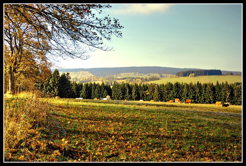 Šumavské pastviny