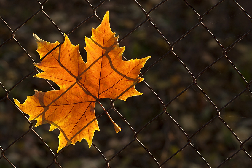 Podzimní pletivová...