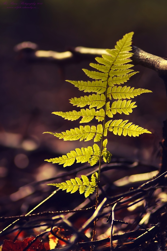  ... Střípek z podzimního lesa ...