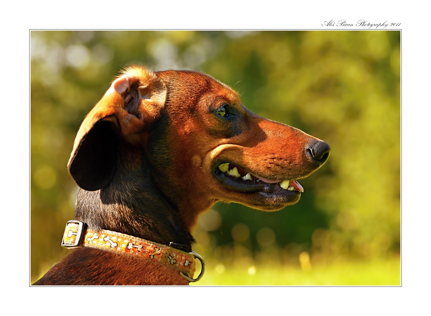 ... Profil uhnaného jezevce ..