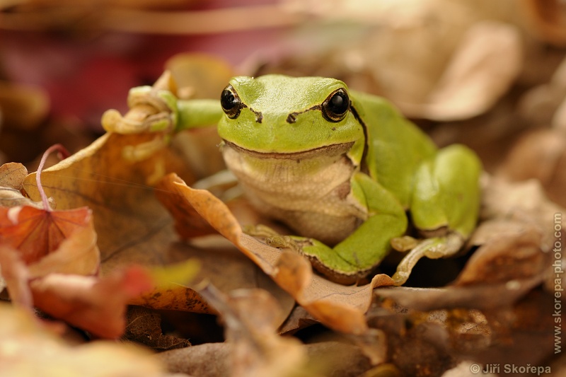 Hyla autumnalis :-)