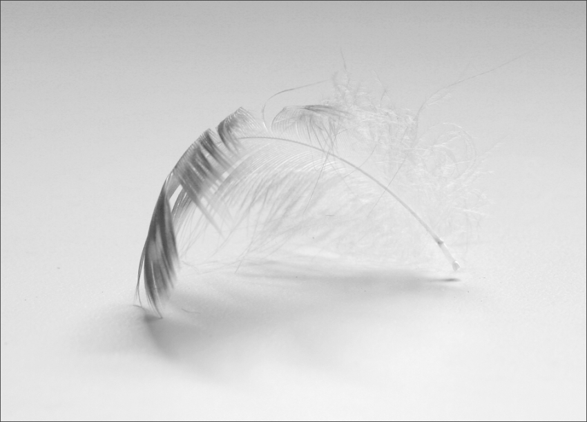 Peříčkové zátiší...