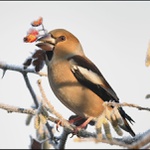 Dlask tlustozobý - Coccothraustes coccothraustes