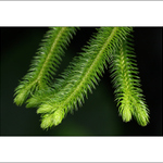 Svěží barvy jara - studie I