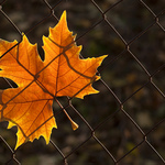 Podzimní pletivová...