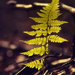  ... Střípek z podzimního lesa ...