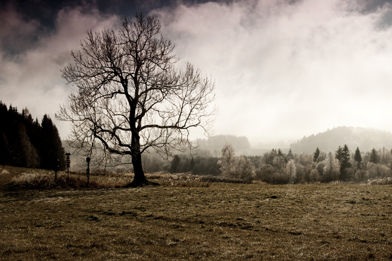 První mrazíky 11 - solitér u rozcestí