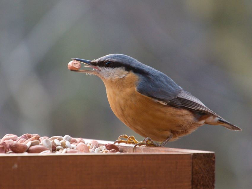 Sitta europaea