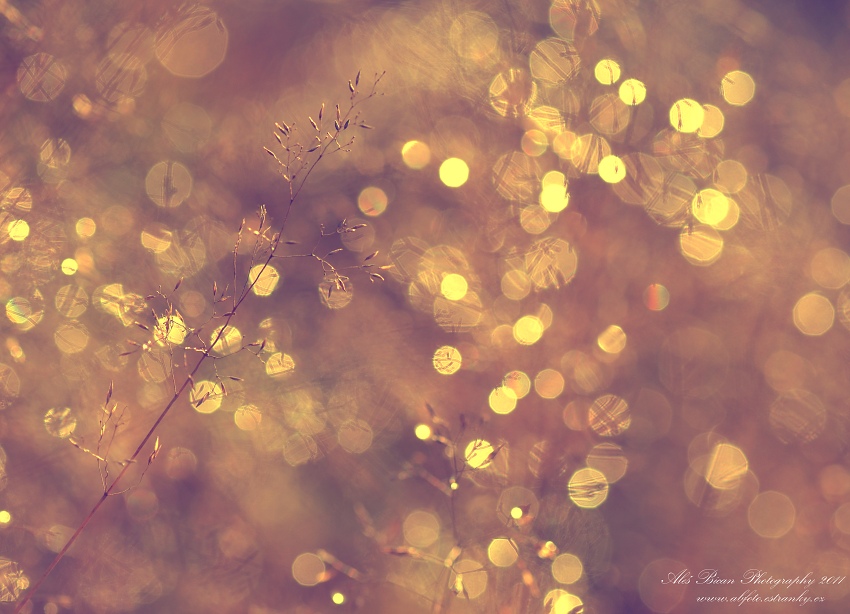 ... Prosincové zastavení v trávě ...