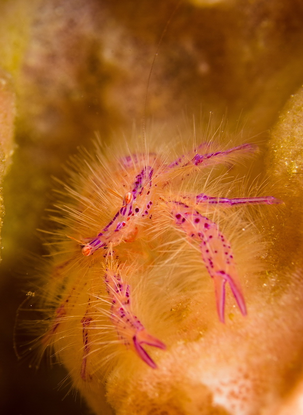 Hairy Squat Lobster