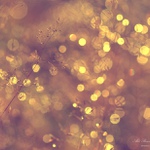 ... Prosincové zastavení v trávě ...