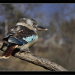 Ledňák modrokřídlý