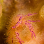 Hairy Squat Lobster