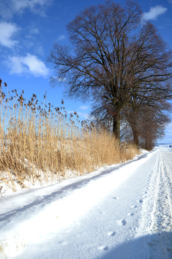 Winter road :)