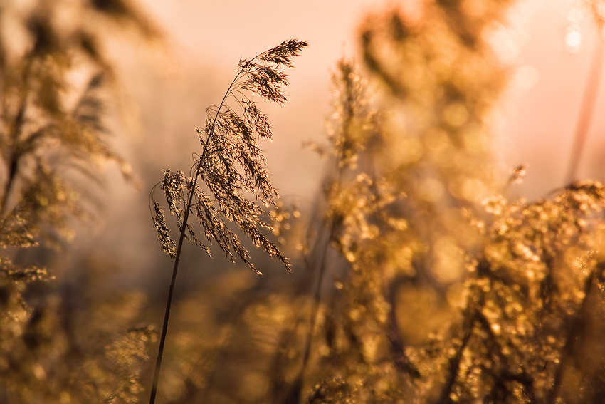 letní slunce v zimních mrazech