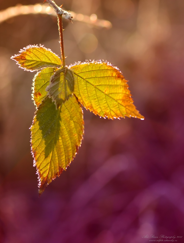 ... Lehce omrzlé ...