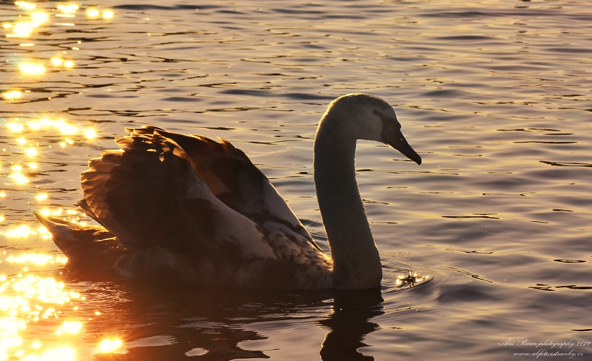 ... Labutí ...