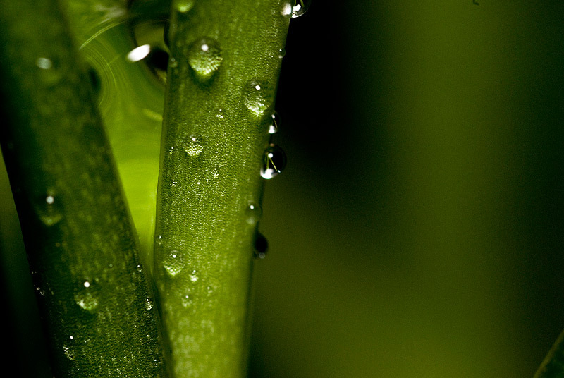 Lush Life