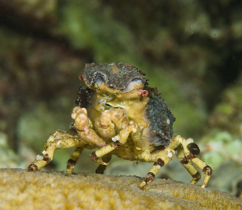 Decorator Crab