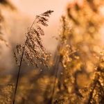 letní slunce v zimních mrazech