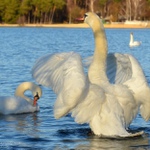 ... Zastavení u labutí ...