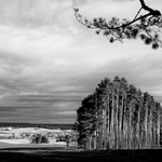 novoroční krajina s borovým lesem