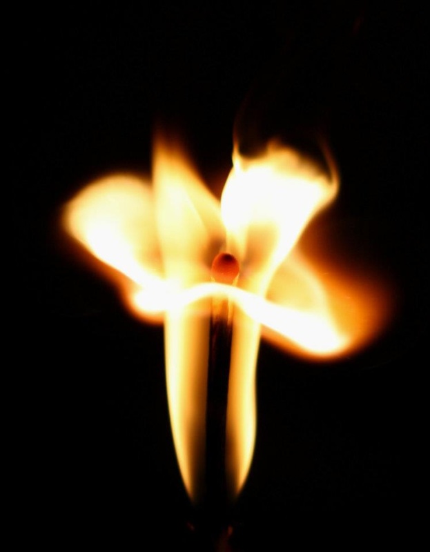 Květ Narcisu