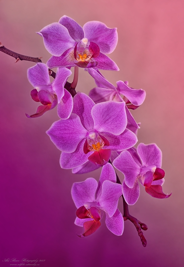 ... Phalaenopsis ...