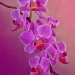 ... Phalaenopsis ...