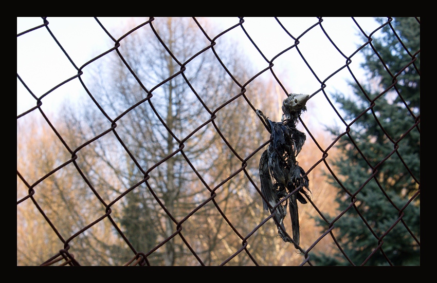 Zátišie s ftáčikom.