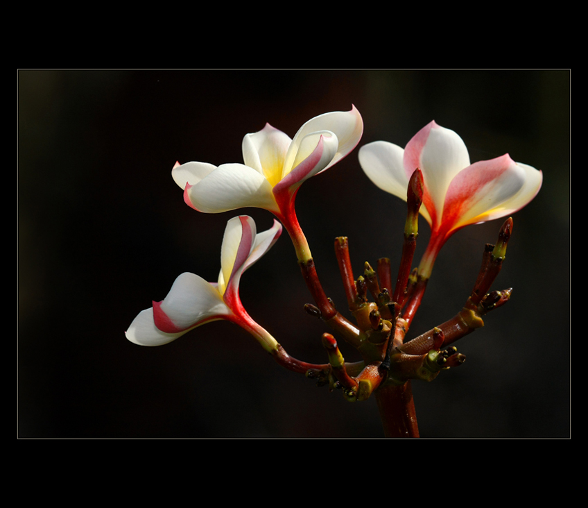 Plumeria alba