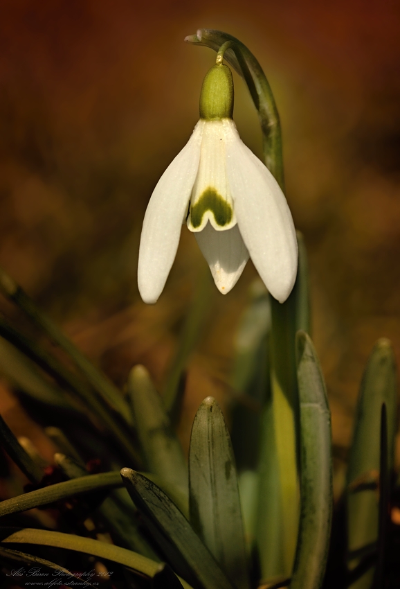 ... Jarní posel ...