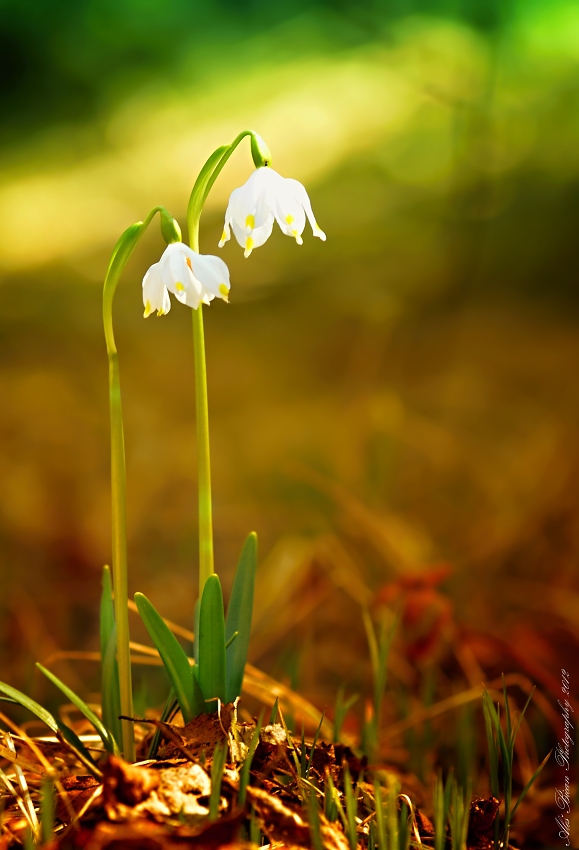 ... Bledule jarní ...