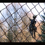 Zátišie s ftáčikom.