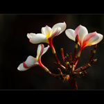 Plumeria alba