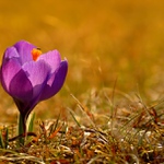 ... Jarní kvítí ...