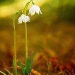 ... Bledule jarní ...