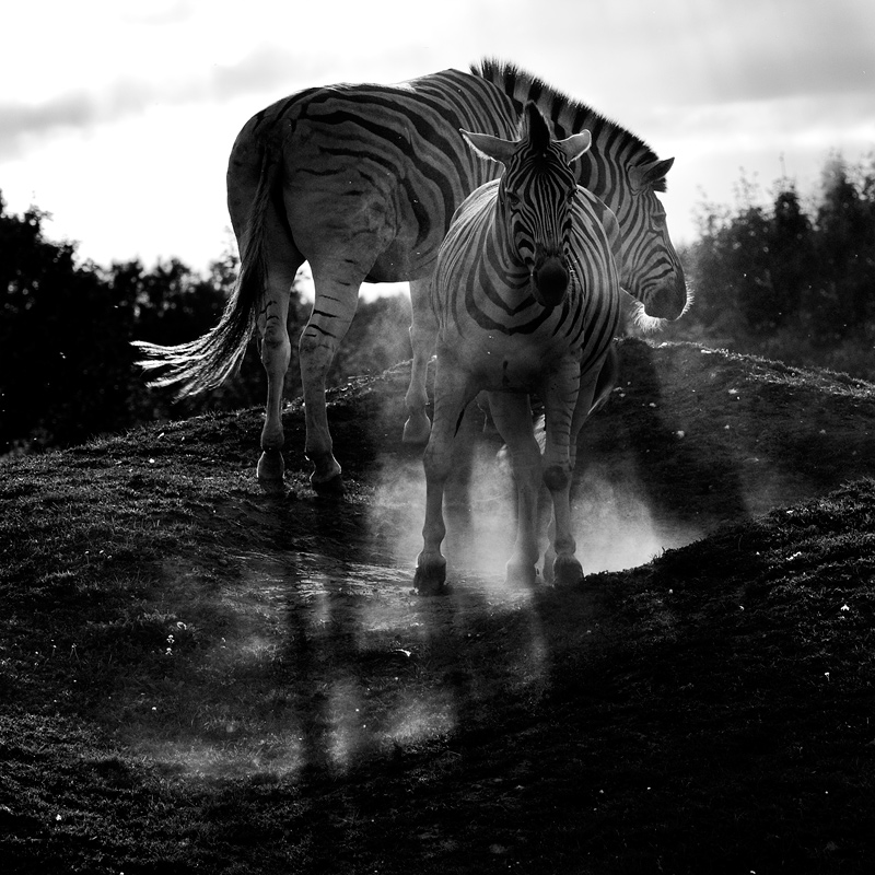 Safari - MoML 5. dubna 2012