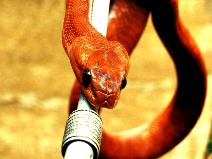 "cat eye" snake