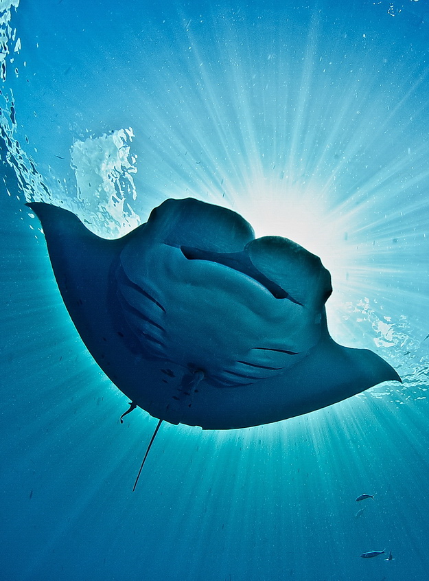 Manta