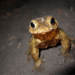 Tě vidím tak ofafrno.... :o)