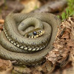 ... Užovka obojková ...