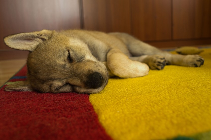 Československý vlčák