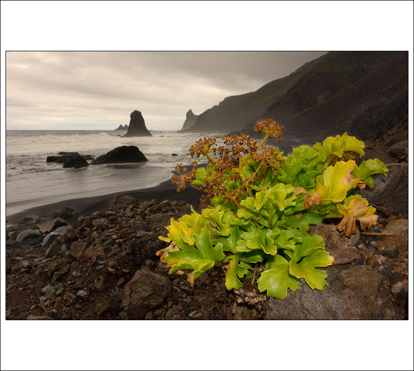 Deštivé pobřeží