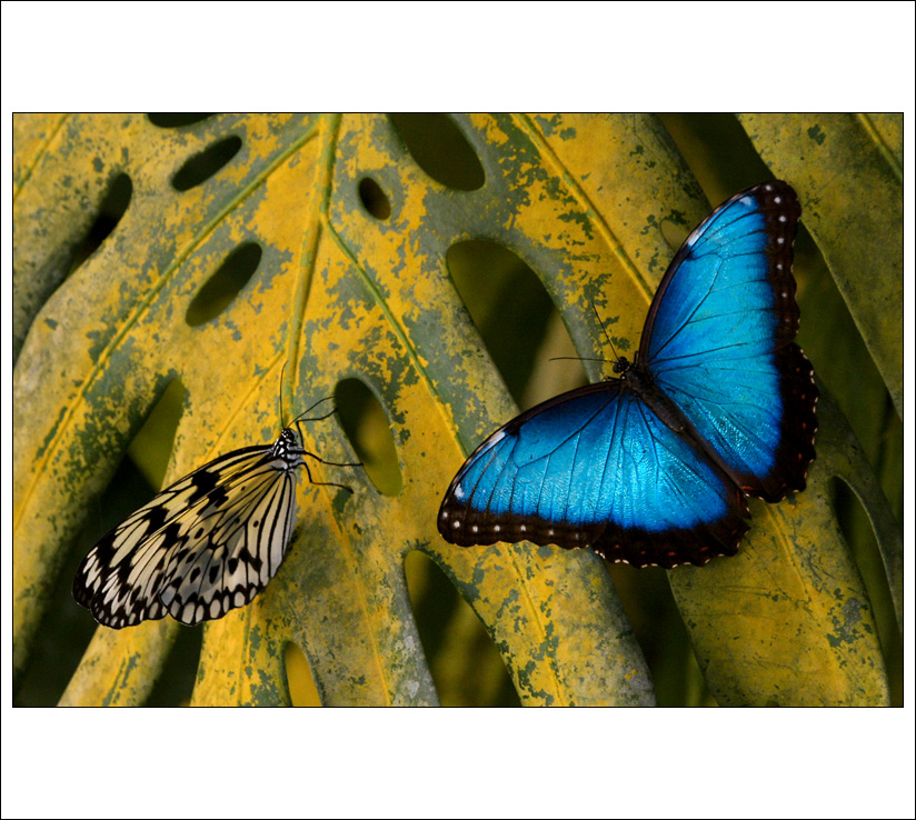 Blue Morpho didius